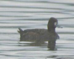Aythya affinis