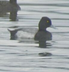 Aythya affinis