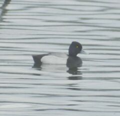 Aythya affinis