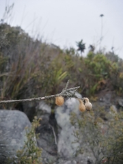 Isoxya cicatricosa
