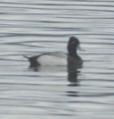 Aythya affinis