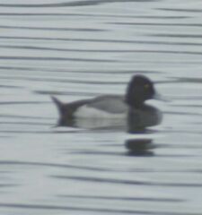 Aythya affinis