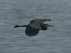 Ardea herodias