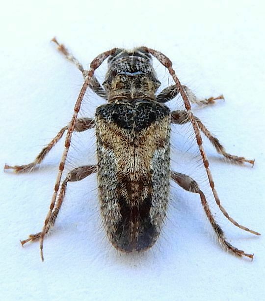 Poliaenus negundo