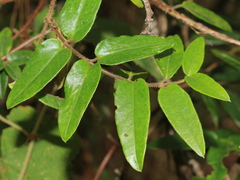 Lonicera acuminata