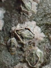 Austrominius modestus