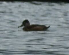 Aythya collaris
