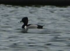 Aythya collaris