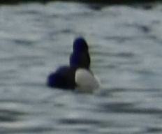 Aythya collaris