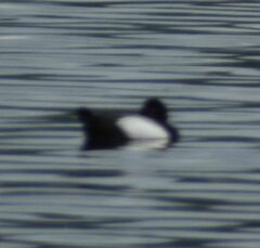 Aythya affinis