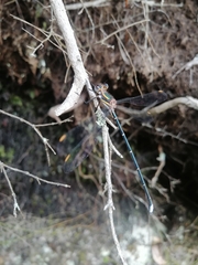 Chlorolestes conspicuus