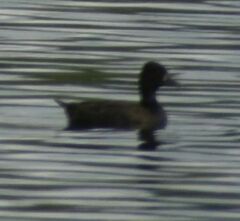 Aythya affinis