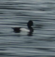 Aythya affinis