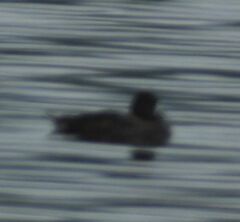 Aythya affinis