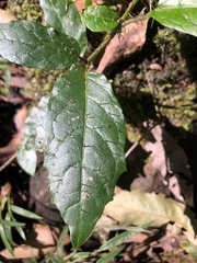 Solanum acanthodapis