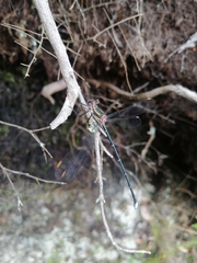 Chlorolestes conspicuus