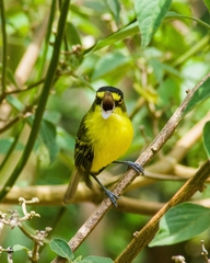 Todirostrum poliocephalum