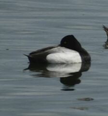 Aythya affinis