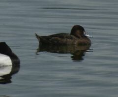 Aythya affinis