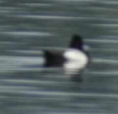 Aythya affinis