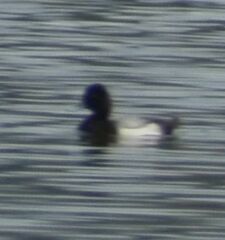Aythya affinis