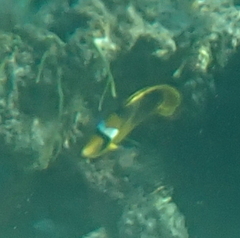 Chaetodon fasciatus