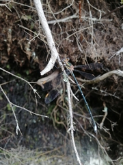 Chlorolestes conspicuus