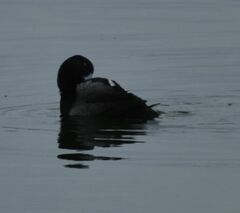 Aythya affinis