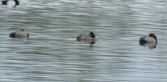 Aythya americana
