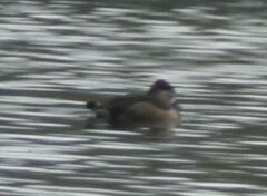 Aythya collaris
