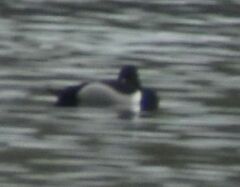 Aythya collaris