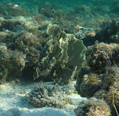 Millepora platyphylla