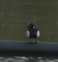 Aythya collaris