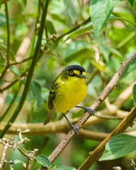 Todirostrum poliocephalum