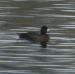 Aythya affinis