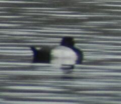 Aythya affinis