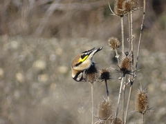 Carduelis carduelis