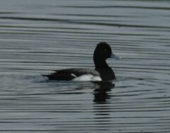Aythya affinis