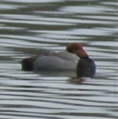 Aythya americana