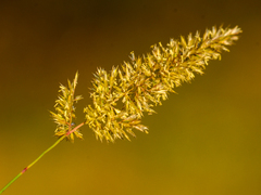 Trisetum flavescens
