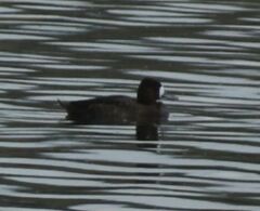 Aythya affinis