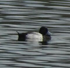 Aythya affinis