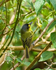 Todirostrum poliocephalum