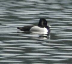 Aythya collaris