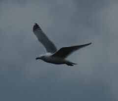 Larus glaucescens × occidentalis