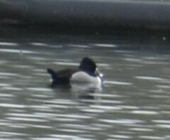 Aythya collaris