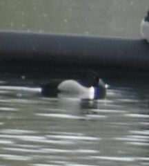 Aythya collaris