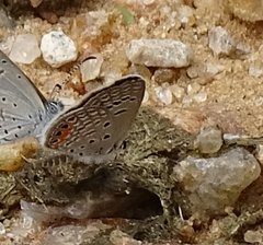 Freyeria trochylus