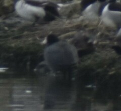 Fulica americana