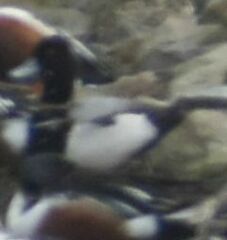Aythya affinis